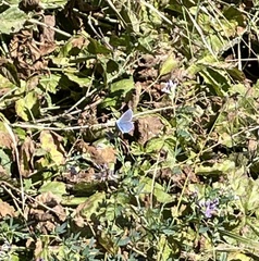 Plebejus idas
