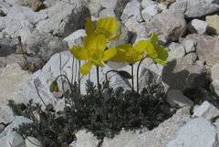 Papaver alpinum