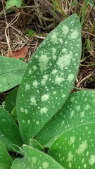 Pulmonaria