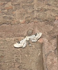 Eupithecia centaureata