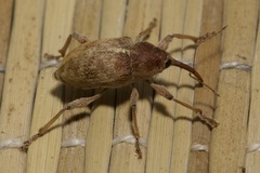 Curculio propinquus