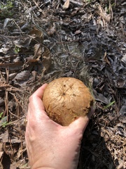 Calvatia craniiformis