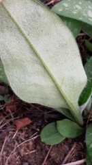 Pulmonaria