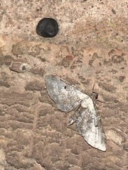 Eupithecia succenturiata