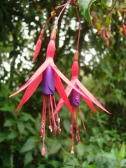 Fuchsia regia