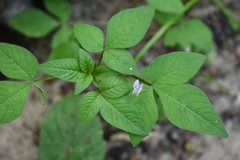 Cleome rutidosperma