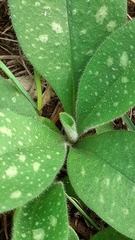 Pulmonaria