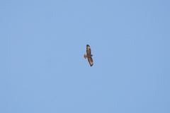 Buteo rufinus