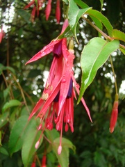 Fuchsia regia