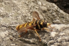 Milesia virginiensis