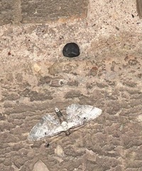 Eupithecia succenturiata