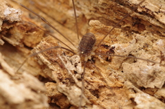 Nelima