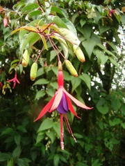 Fuchsia regia
