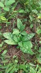 Pulmonaria