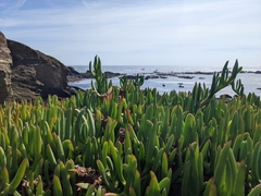 Carpobrotus edulis