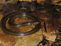 Pseudoeryx plicatilis