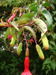 Fuchsia regia