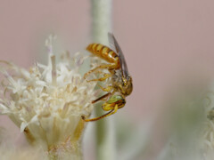 Pseudagapostemon singularis
