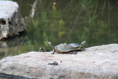 Graptemys ouachitensis