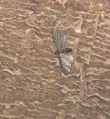 Eupithecia absinthiata