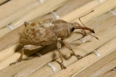 Curculio elephas