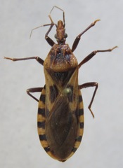 Triatoma nitida