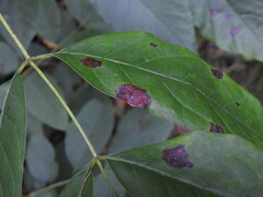 Mycosphaerella fraxinicola