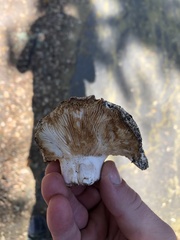 Russula brevipes