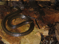 Pseudoeryx plicatilis