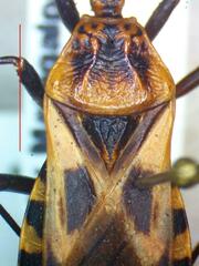 Triatoma nitida