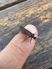Trichoptera