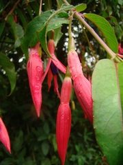 Fuchsia regia