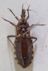 Triatoma nitida