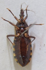 Triatoma nitida