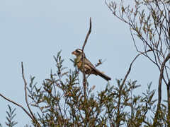 Saltator aurantiirostris
