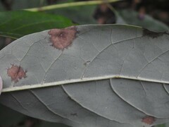 Mycosphaerella fraxinicola