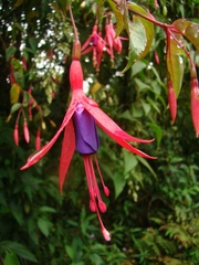 Fuchsia regia