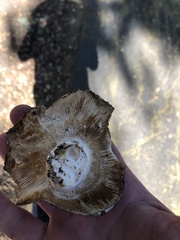 Russula brevipes