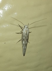 Gelechioidea