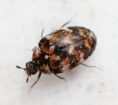 Anthrenus verbasci