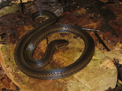 Pseudoeryx plicatilis