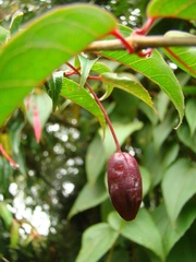 Fuchsia regia