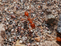 Dorymyrmex planidens