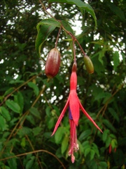 Fuchsia regia