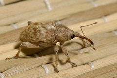 Curculio elephas