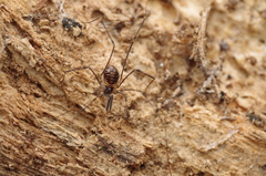 Mitostoma chrysomelas