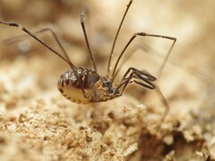 Mitostoma chrysomelas