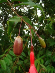 Fuchsia regia