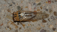 Megatibicen dealbatus