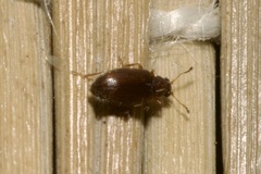 Corticariinae
